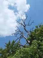 dead tree among green trees under a sky with white clouds