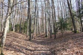 autumn trees