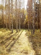 forest trees in the autumn sun