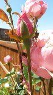 buds of pink roses in the garden