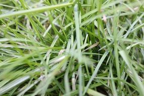 grasses meadow
