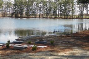 photo of geese on the lake