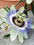 exotic passion flower bloom