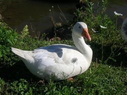 white duck on green grass under the bright sun