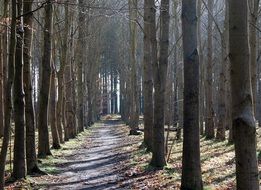 walking trail through the cold winter forest