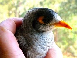 unusually beautiful bird head