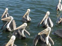 elegant pelicans