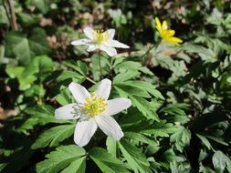 anemone nemorosa wildflowers