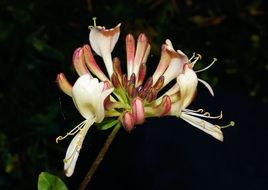 pink buds of a garden flower