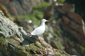 white seagull bird sunny portrait