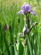 summer flower of iris