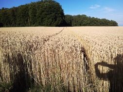 ripe cereals in field