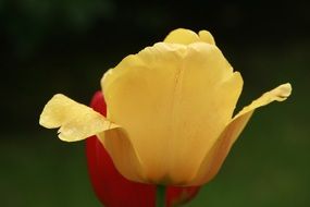 yellow and red tulip on green background