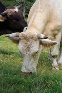 black and white dairy cows on pasture