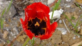 blossom of red poppy