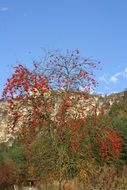 rowanberry tree with ripe fruits in autumn landscape, germany, altmühltal nature park