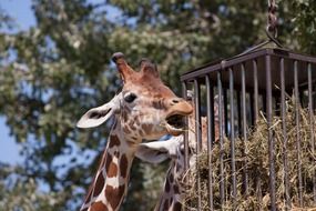 photo of a giraffe's head