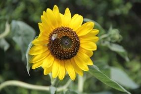 close-up shot of a sunflower
