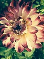 Close-up of the beautiful white and purple flower on photo with grunge effect