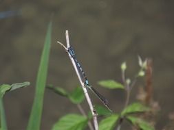 blue dragonfly on a dry stalk