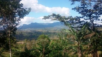 summer forest top view scenery