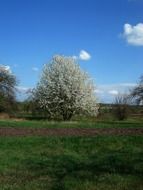 flowering tree on the green meadow