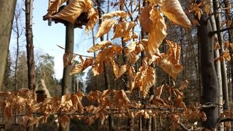 golden colorful autumn leaves
