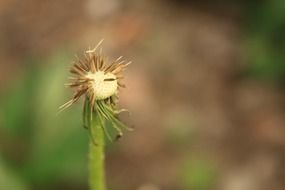 dandelion without petals in the garden