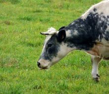 beautiful and colorful cow on the pasture