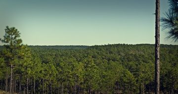 Kisatchie National Forest