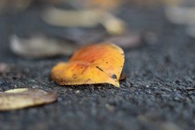 yellow autumn leaf on asphalt