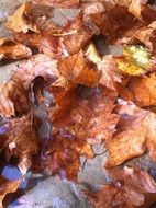 dry autumn foliage on ground