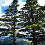 Landscape of evergreen trees in spring, italy