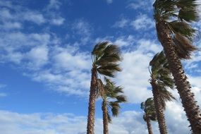 Green palm trees during the wind