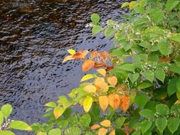 fall leaves above the water