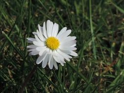 White camomile close near green grass