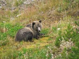 black bear lying down on ground in wild
