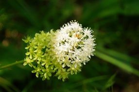 Close-up of the white wild flowers