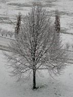 lonely snow-covered tree