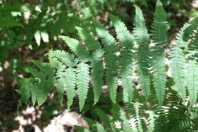 wonderful fern forest