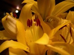 closeup picture of Yellow and red flowers in the garden