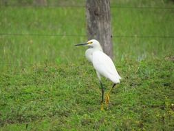 white bird in the wild