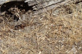 dirty brown grass