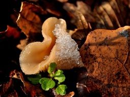 snow mushrooms fungus
