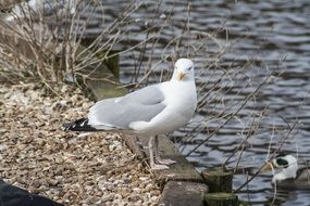 seagull on the beach in the wild