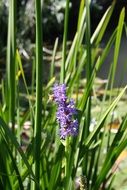 blooming pickerelweed in wild, Pontederia cordata