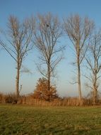 poplars among the fields in autumn