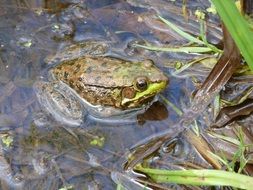 big toad in the water among the grass