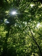 Green foliage outdoors