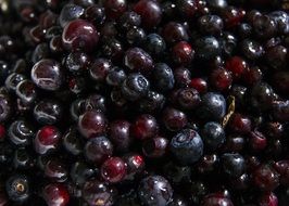 huckleberries close-up